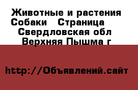 Животные и растения Собаки - Страница 13 . Свердловская обл.,Верхняя Пышма г.